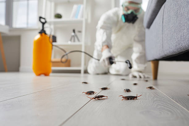 Post-Treatment Bed Bug Interceptor Monitoring in Minster